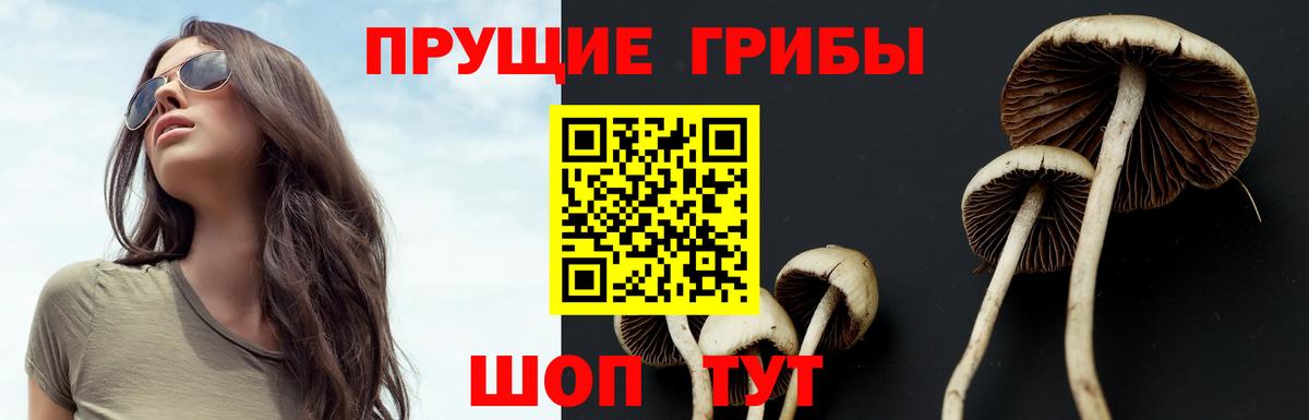 Галлюциногенные грибы Psilocybe Ревда